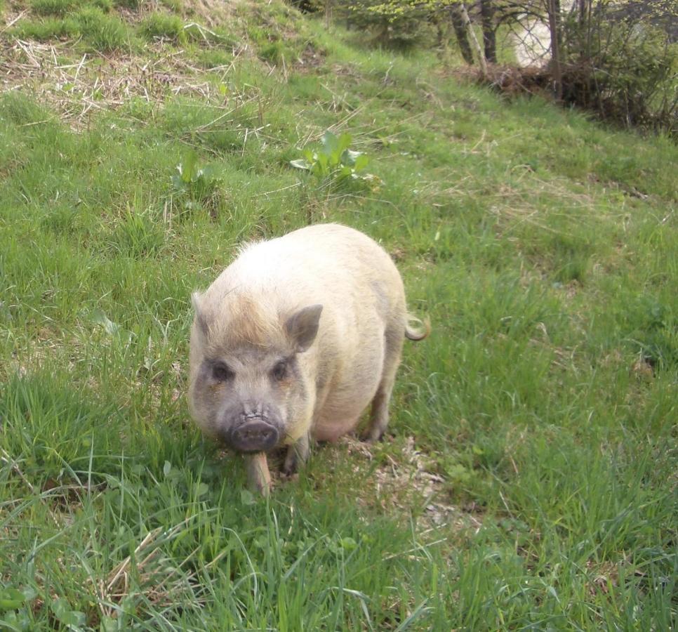 Ferienwohnung Bauernhof Obererlach Bramberg am Wildkogel Luaran gambar