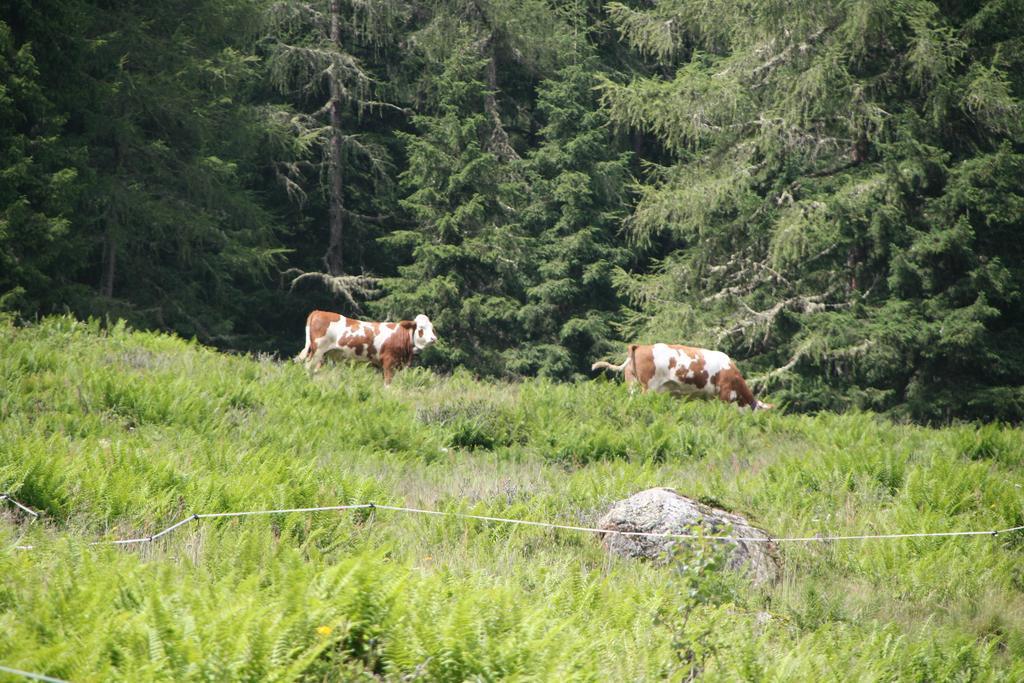 Ferienwohnung Bauernhof Obererlach Bramberg am Wildkogel Luaran gambar